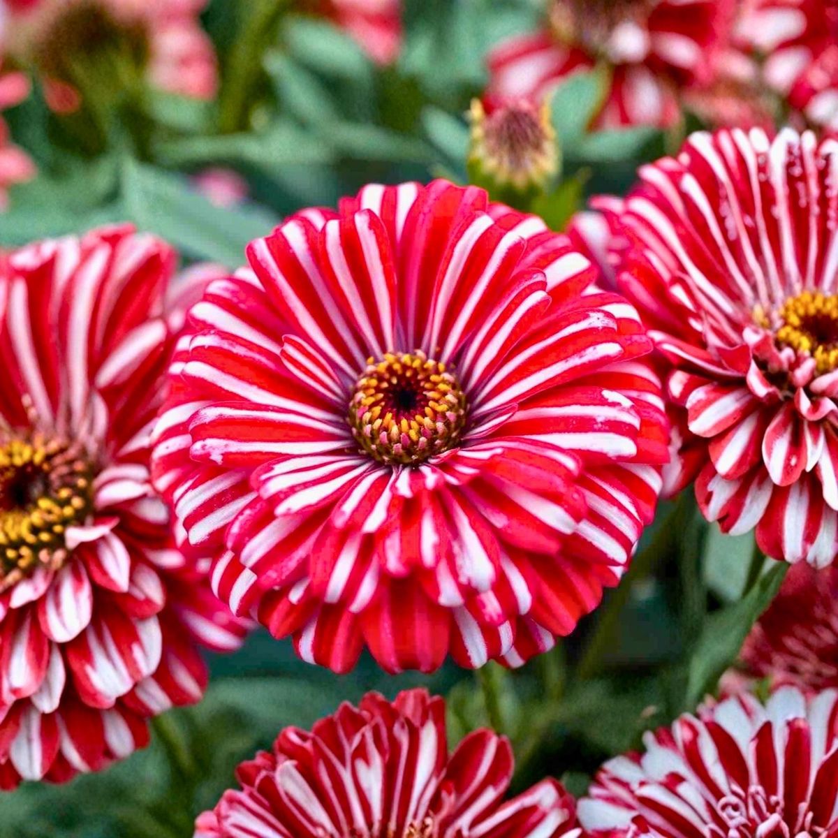 Zinnia Candy Stripe – La Flor que llena tu Jardín de colores únicos (sobre con 100 semillas en colores mixtos)