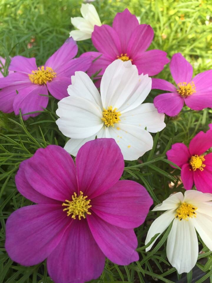 Semillas de Cosmea Sensación tipo Jazmín – El Perfume de Dios (una mezcla natural de aroma envolvente y belleza floral)