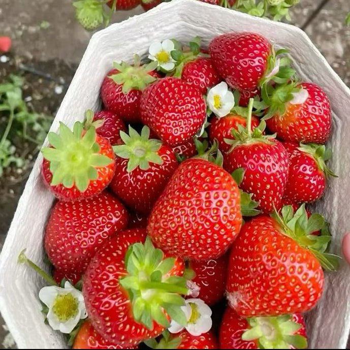 Semillas de Fresa para Cosechar tus Propias Fresas Naturales en Casa