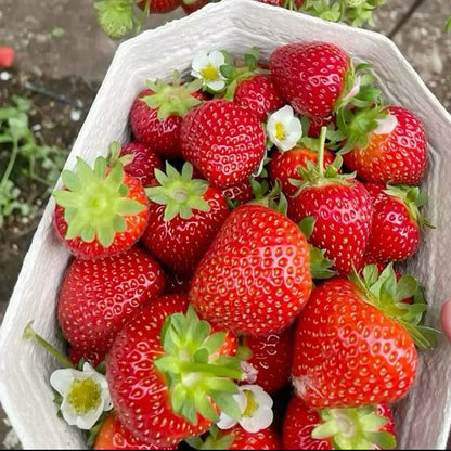 Semillas de Fresa para Cosechar tus Propias Fresas Naturales en Casa