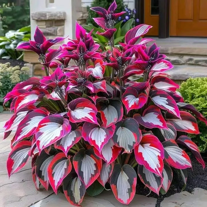 🌿Semillas de Coleus Arcoíris para jardines de sombra exuberantes💖🔥1 paquete - 100 semillas Mixtas