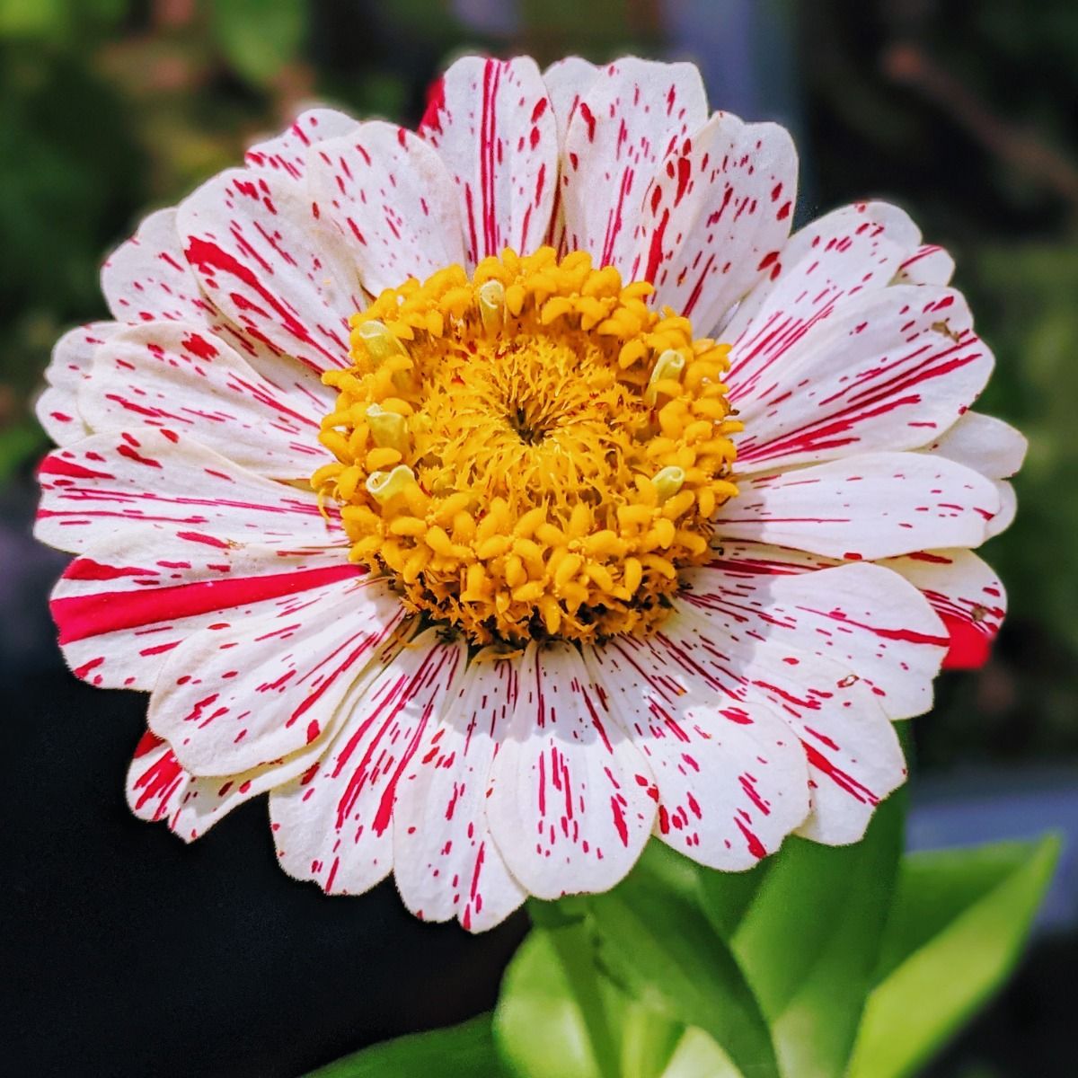 Zinnia Candy Stripe – La Flor que llena tu Jardín de colores únicos (sobre con 100 semillas en colores mixtos)