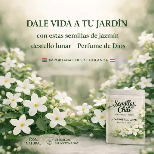Semillas de jazmin