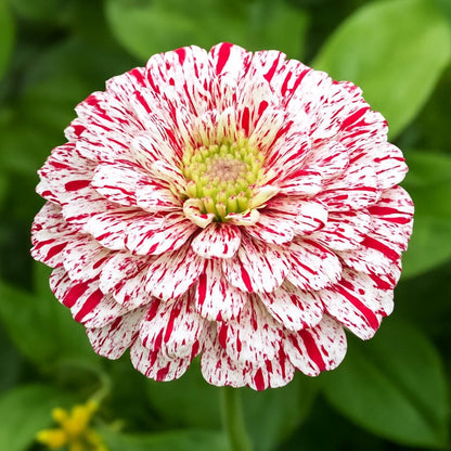 Zinnia Candy Stripe – La Flor que llena tu Jardín de colores únicos (sobre con 100 semillas en colores mixtos)