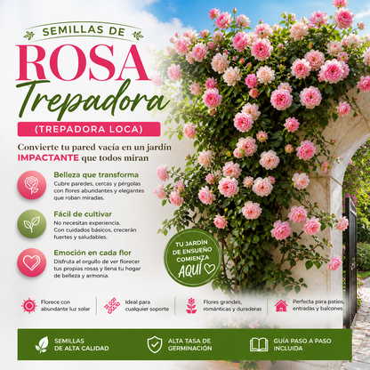 Semillas de Rosa Trepadora🌹 – Convierte cualquier espacio en un jardín lleno de flores espectaculares.