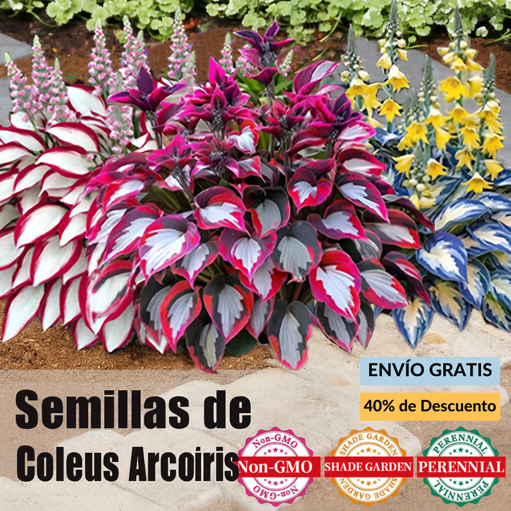 🌿Semillas de Coleus Arcoíris para jardines de sombra exuberantes💖🔥1 paquete - 100 semillas Mixtas