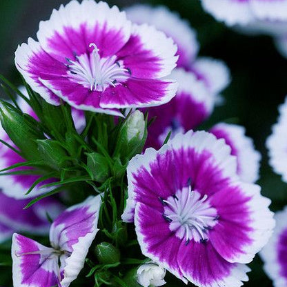 Semillas de Clavel Poeta para llenar tu jardín de color y vida - Paquete de 100 semillas