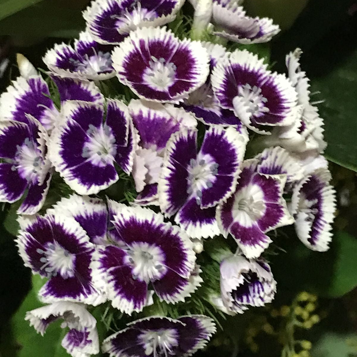Semillas de Clavel Poeta para llenar tu jardín de color y vida - Paquete de 100 semillas