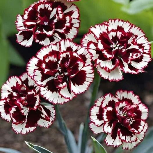 Semillas de Clavel Poeta para llenar tu jardín de color y vida - Paquete de 100 semillas