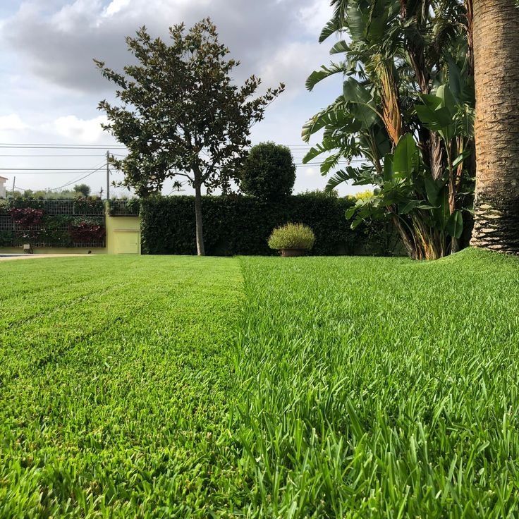 OFERTA 2X1 - SEMILLAS DE CESPED (lleva 2 paquetes por el precio de 1)