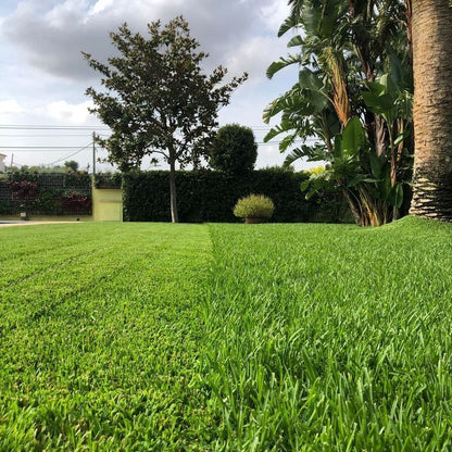 OFERTA 2X1 - SEMILLAS DE CESPED (lleva 2 paquetes por el precio de 1)