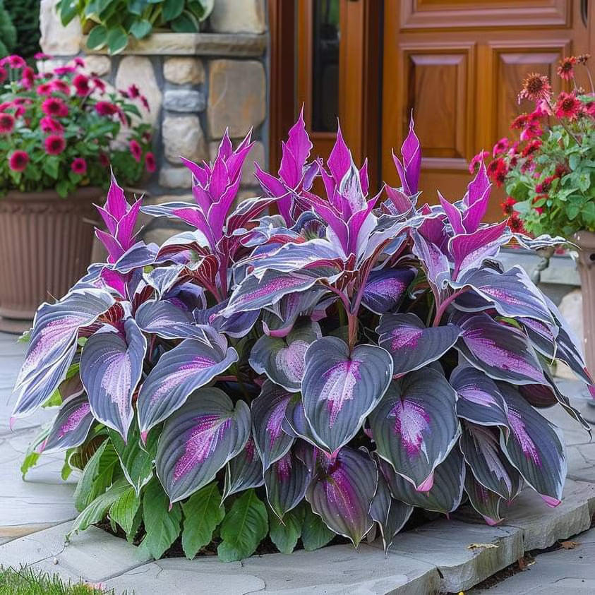 🌿Semillas de Coleus Arcoíris para jardines de sombra exuberantes💖🔥1 paquete - 100 semillas Mixtas