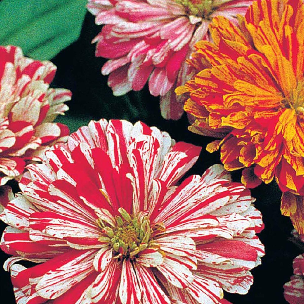 Zinnia Candy Stripe – La Flor que llena tu Jardín de colores únicos (sobre con 100 semillas en colores mixtos)