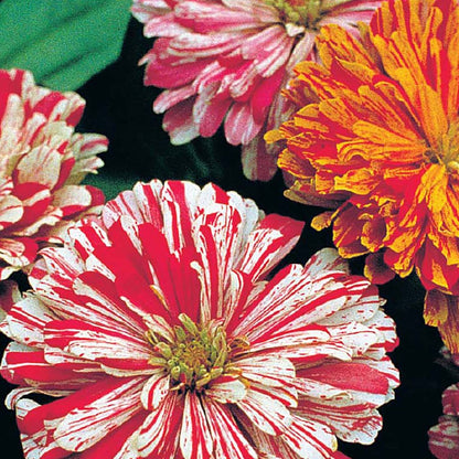 Zinnia Candy Stripe – La Flor que llena tu Jardín de colores únicos (sobre con 100 semillas en colores mixtos)