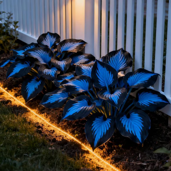 🌿Semillas de Coleus Arcoíris para jardines de sombra exuberantes💖🔥1 paquete - 100 semillas Mixtas
