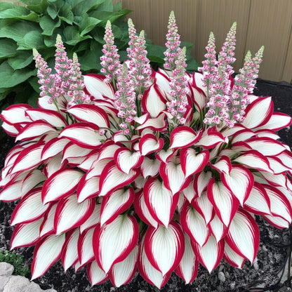 🌿Semillas de Coleus Arcoíris para jardines de sombra exuberantes💖🔥1 paquete - 100 semillas Mixtas