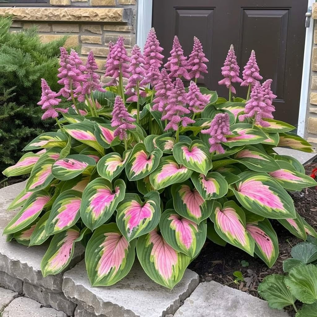 🌿Semillas de Coleus Arcoíris para jardines de sombra exuberantes💖🔥1 paquete - 100 semillas Mixtas