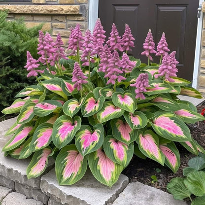 🌿Semillas de Coleus Arcoíris para jardines de sombra exuberantes💖🔥1 paquete - 100 semillas Mixtas