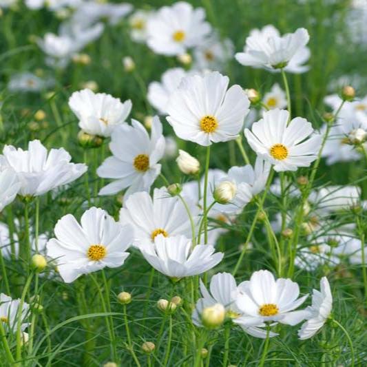 Semillas de Cosmea Sensación tipo Jazmín – El Perfume de Dios (una mezcla natural de aroma envolvente y belleza floral)