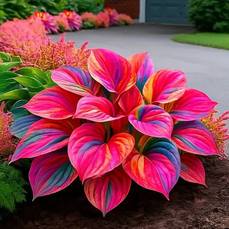 🌿Semillas de Coleus Arcoíris para jardines de sombra exuberantes💖🔥1 paquete - 100 semillas Mixtas