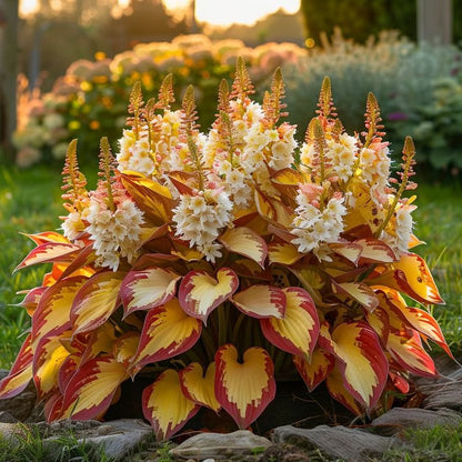 🌿Semillas de Coleus Arcoíris para jardines de sombra exuberantes💖🔥1 paquete - 100 semillas Mixtas