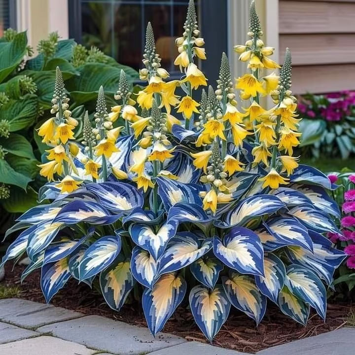 🌿Semillas de Coleus Arcoíris para jardines de sombra exuberantes💖🔥1 paquete - 100 semillas Mixtas