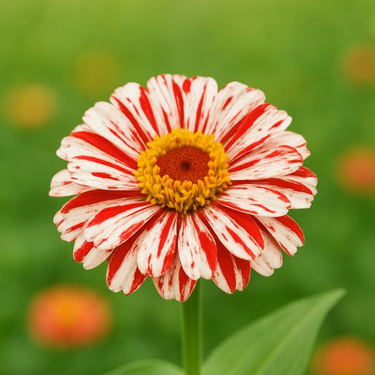 Zinnia Candy Stripe – La Flor que llena tu Jardín de colores únicos (sobre con 100 semillas en colores mixtos)