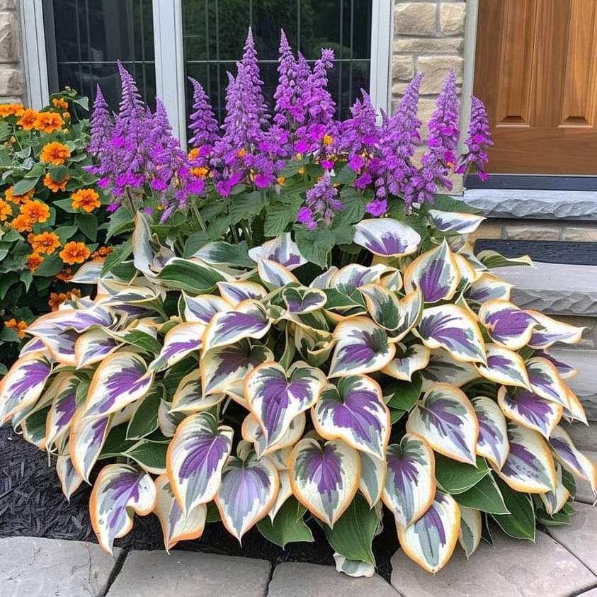 🌿Semillas de Coleus Arcoíris para jardines de sombra exuberantes💖🔥1 paquete - 100 semillas Mixtas