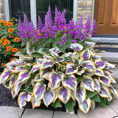 🌿Semillas de Coleus Arcoíris para jardines de sombra exuberantes💖🔥1 paquete - 100 semillas Mixtas