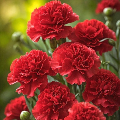Semillas de Clavel Poeta para llenar tu jardín de color y vida - Paquete de 100 semillas