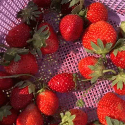 Semillas de Fresa para Cosechar tus Propias Fresas Naturales en Casa